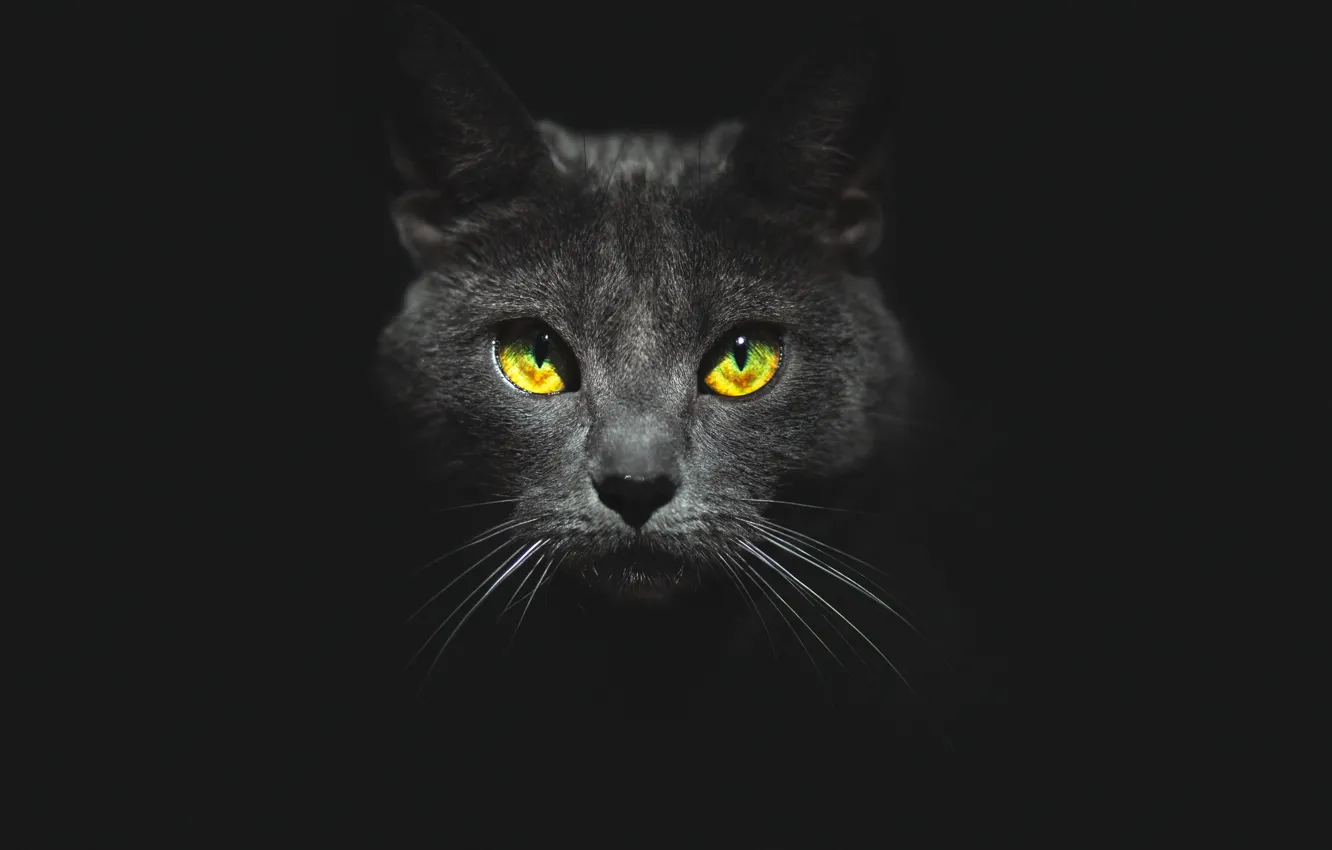 Фото обои глаза, кот, взгляд, морда, чёрный фон, котэ