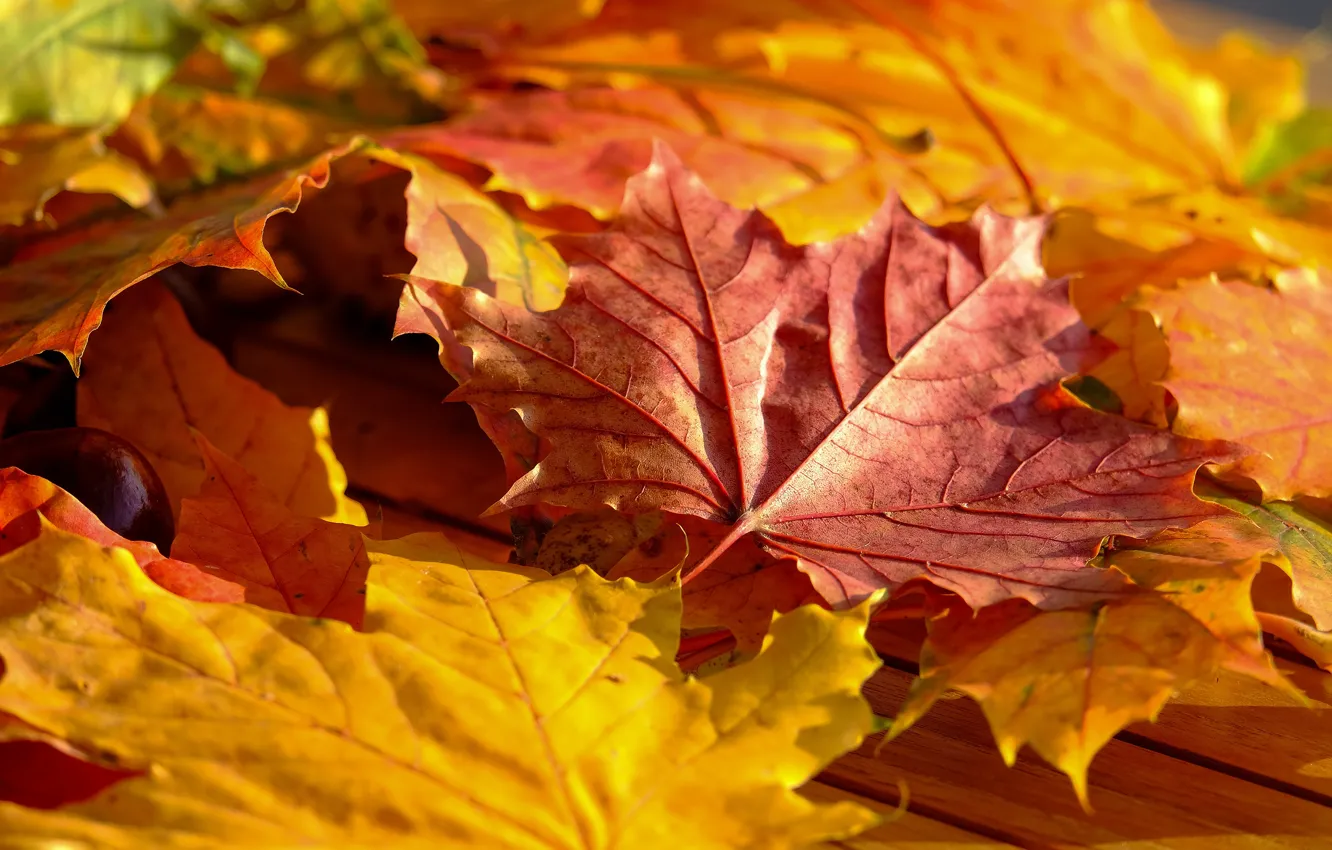 Фото обои осень, листья, листва, желтые, кленовые, боке, осенние листья
