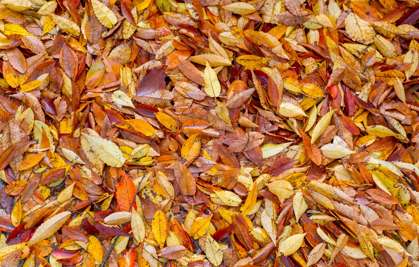 Фото обои осень, листья, фон, желтые, colorful, yellow, background, autumn