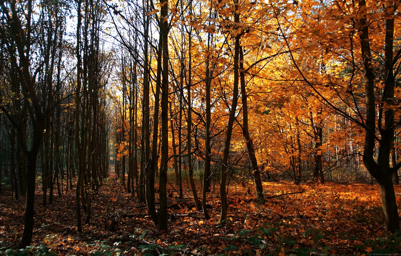 Фото обои Осень, Деревья, Германия, Way Of Wood