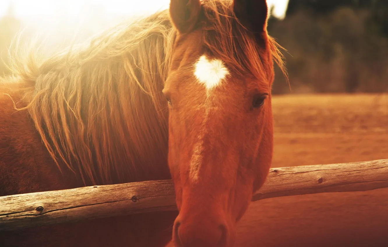 Фото обои животные, лошадь, забор, деревянный, animals, fence, wooden, horse