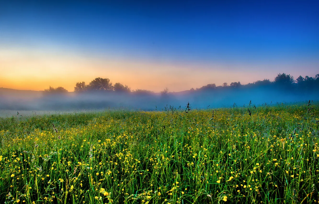 Фото обои поле, пейзаж, закат, цветы, туман