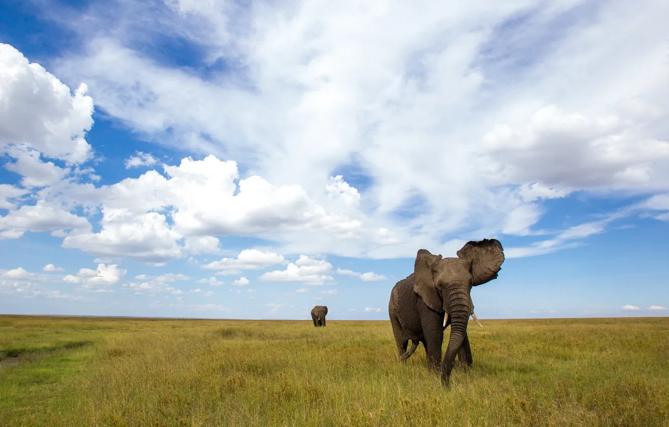 Фото обои поле, природа, слоны