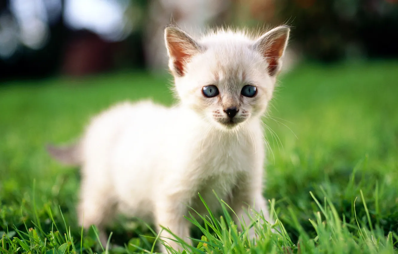 Фото обои кошка, белый, трава, кот, макро, котенок, cat