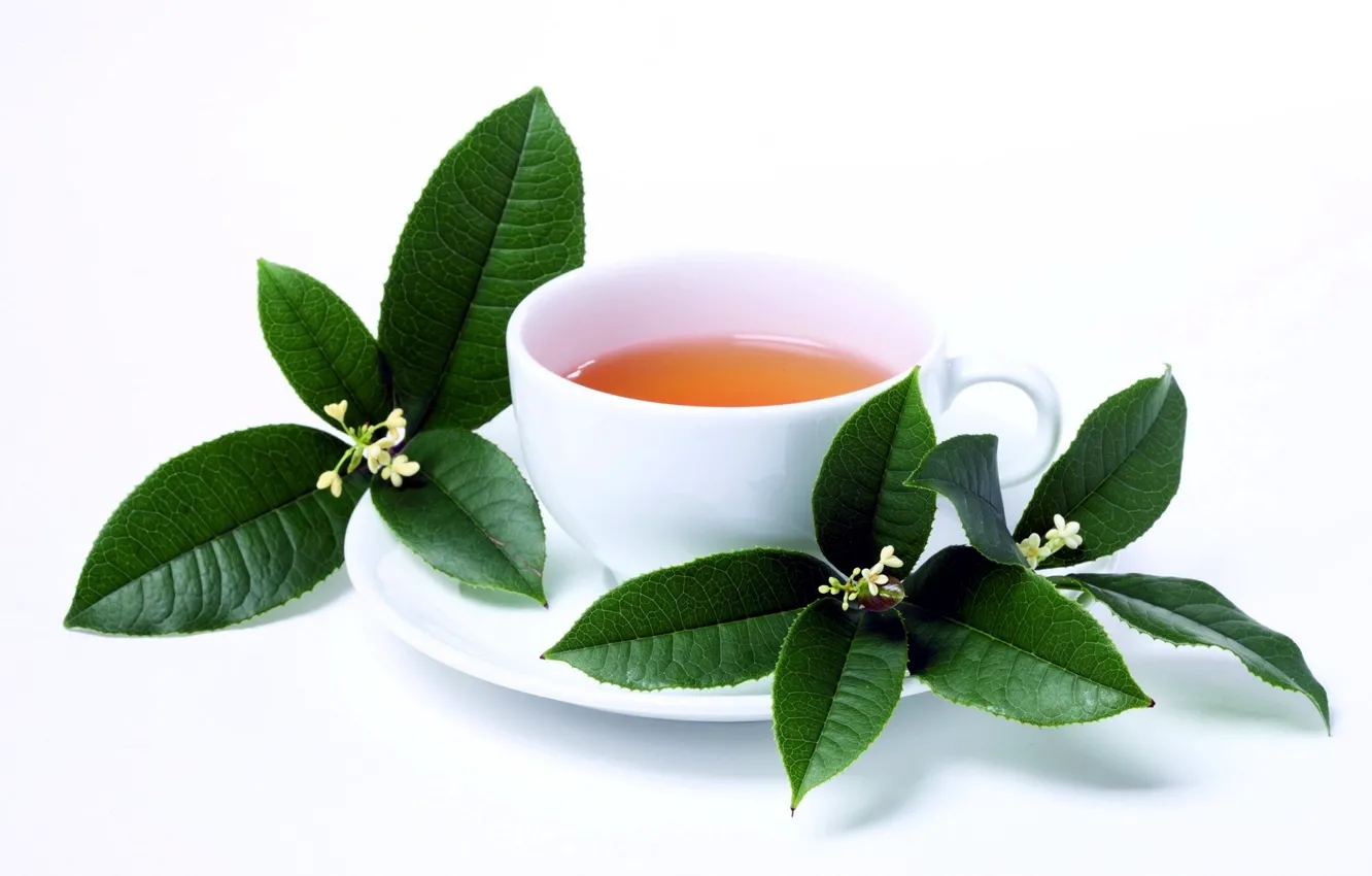 Фото обои листья, чай, чашка