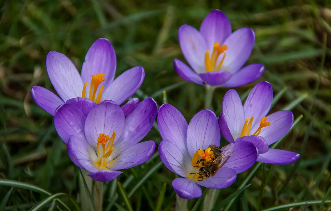 Фото обои макро, весна, лепестки, Крокусы, Шафран, пела