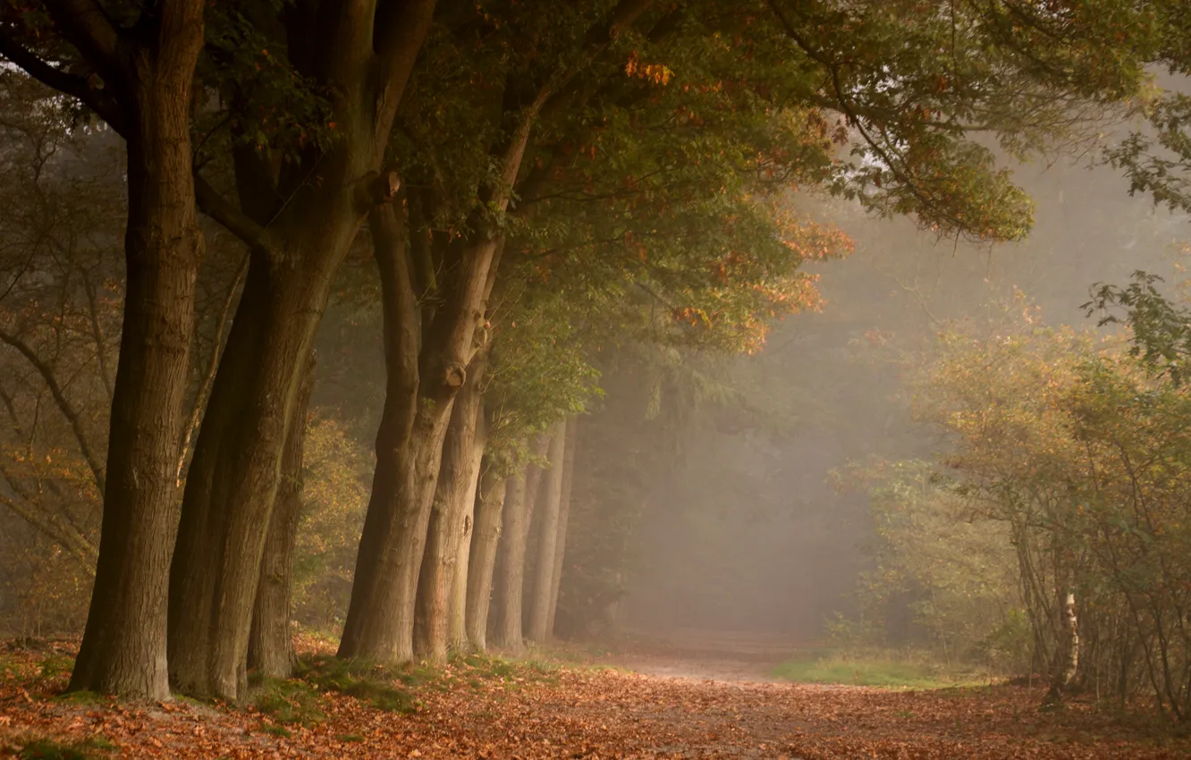 Фото обои дорога, осень, лес, природа, листва