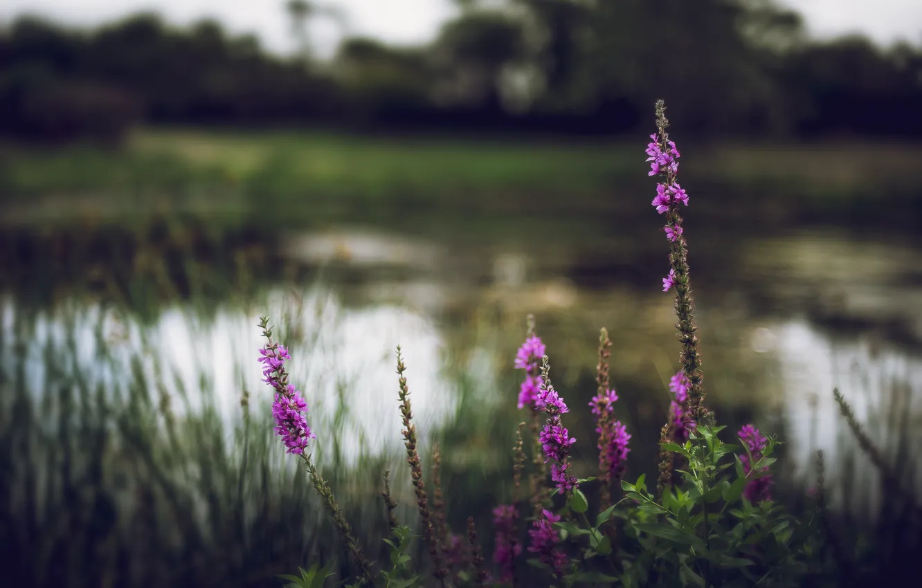 Фото обои трава, цветы, природа, размытие, Река, цветение
