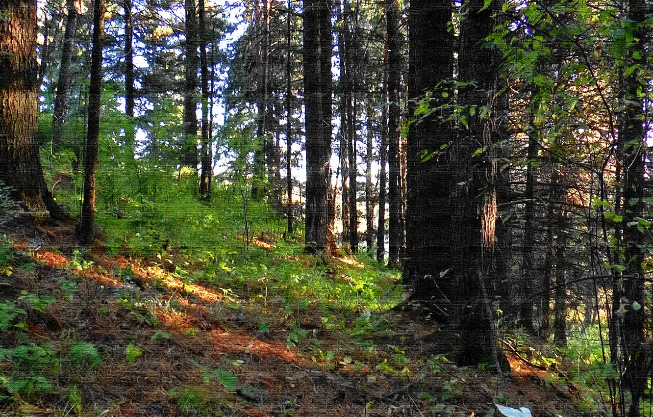 Фото обои лес, лето, трава, фон, гора, текстуры, обложка, кедр