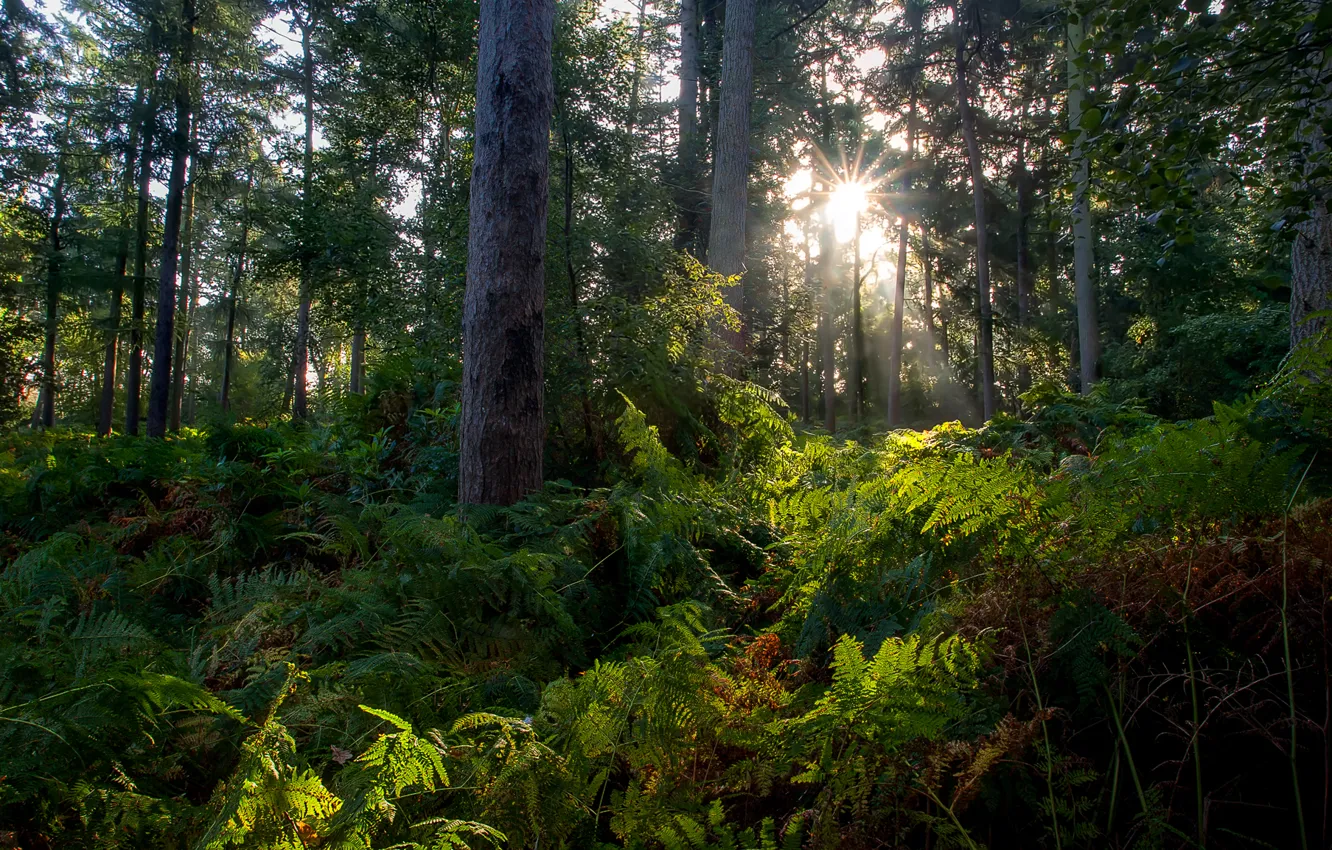 Фото обои лес, свет, утро