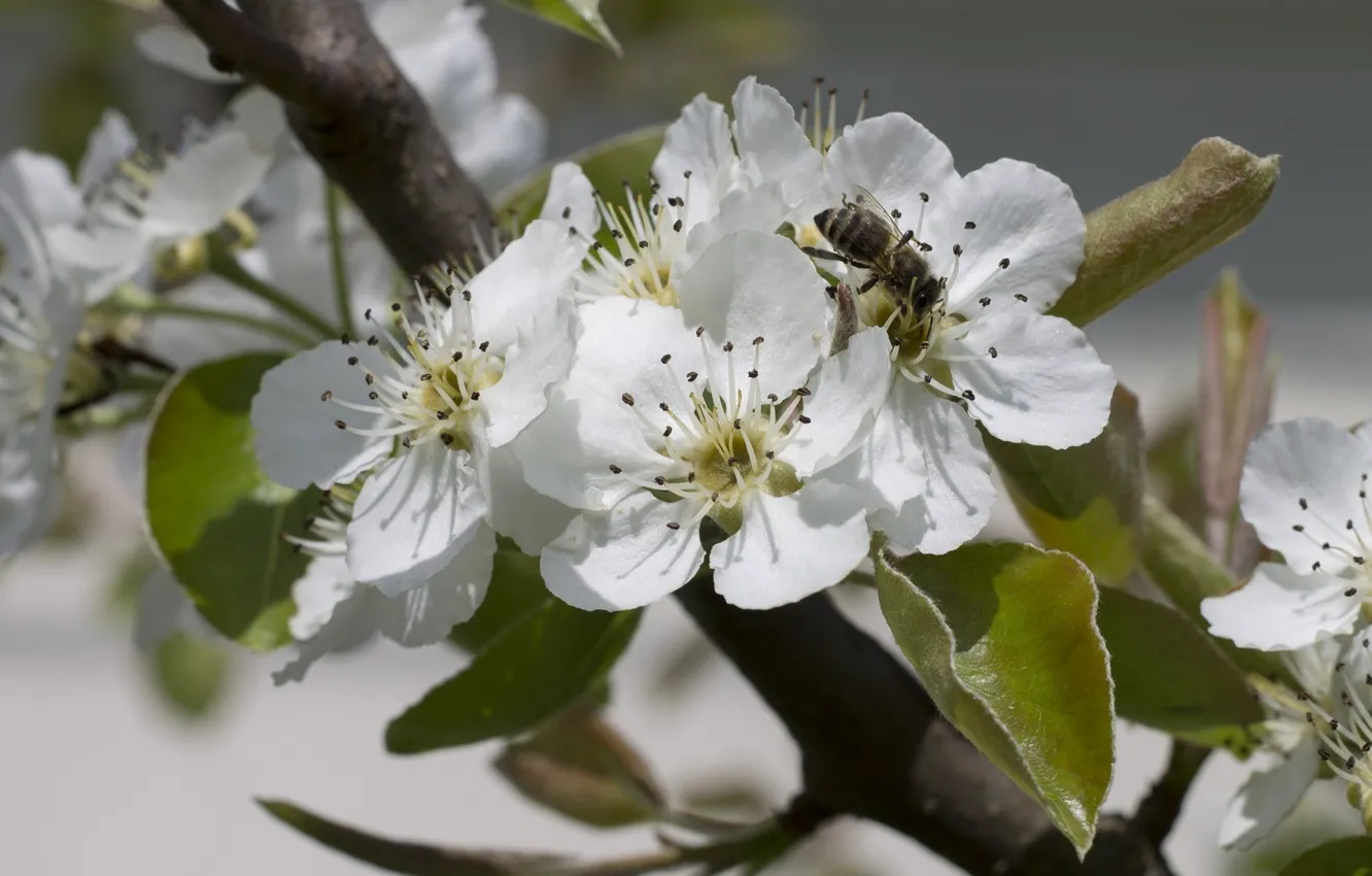 Фото обои цветы, пчела, весна