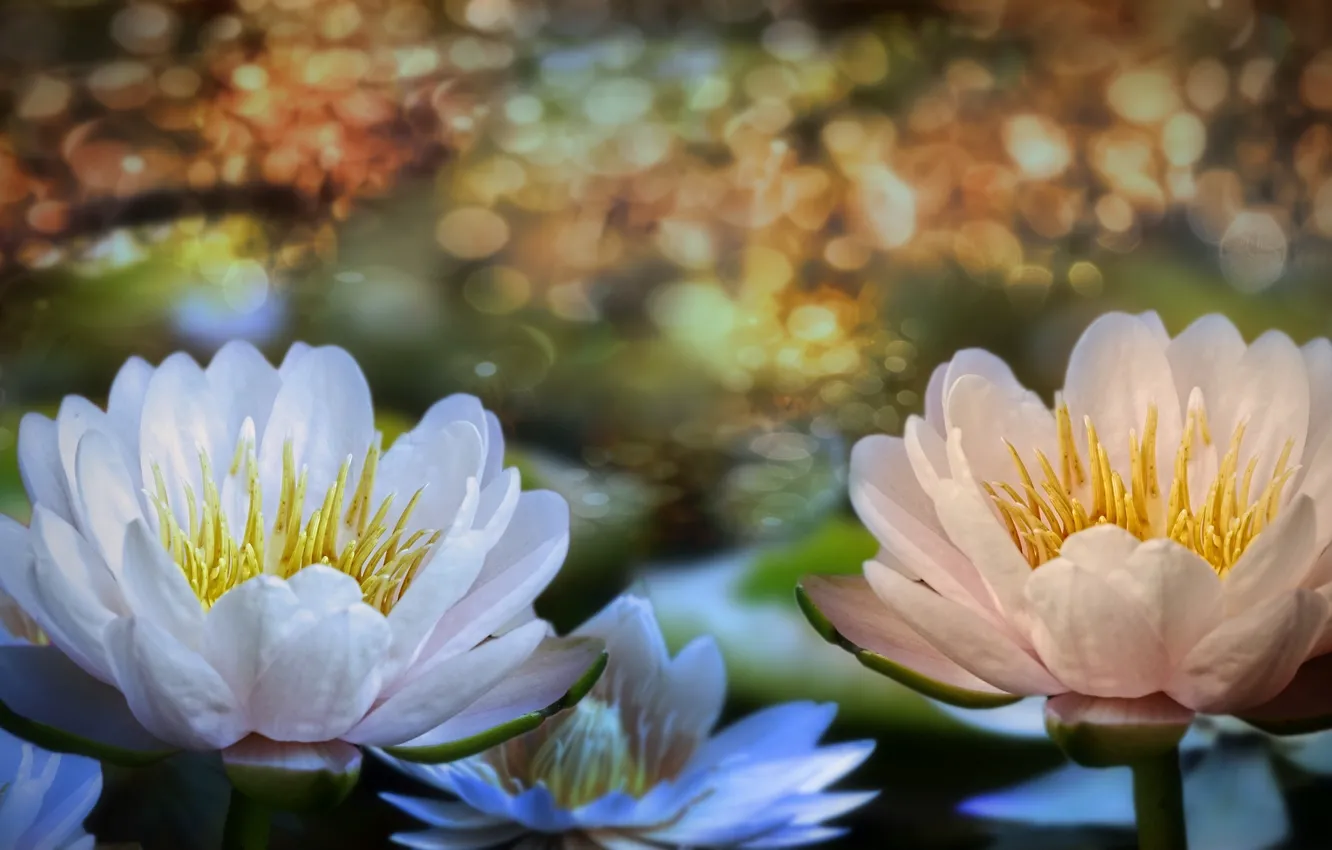 Фото обои цветы, водяные лилии