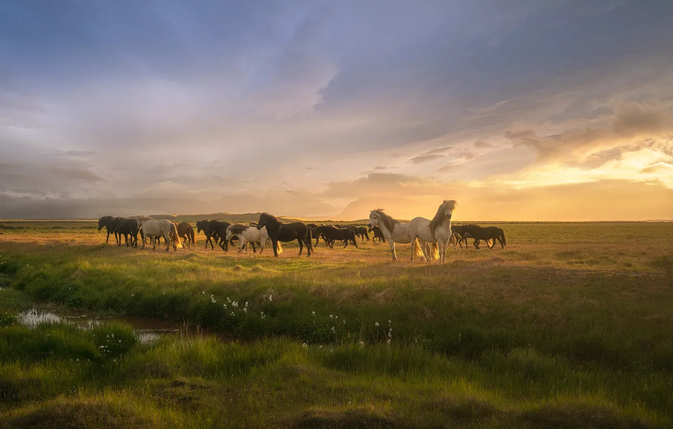 Фото обои трава, облака, Солнце, лошади, grass, clouds, horses, Andrey Bazanov