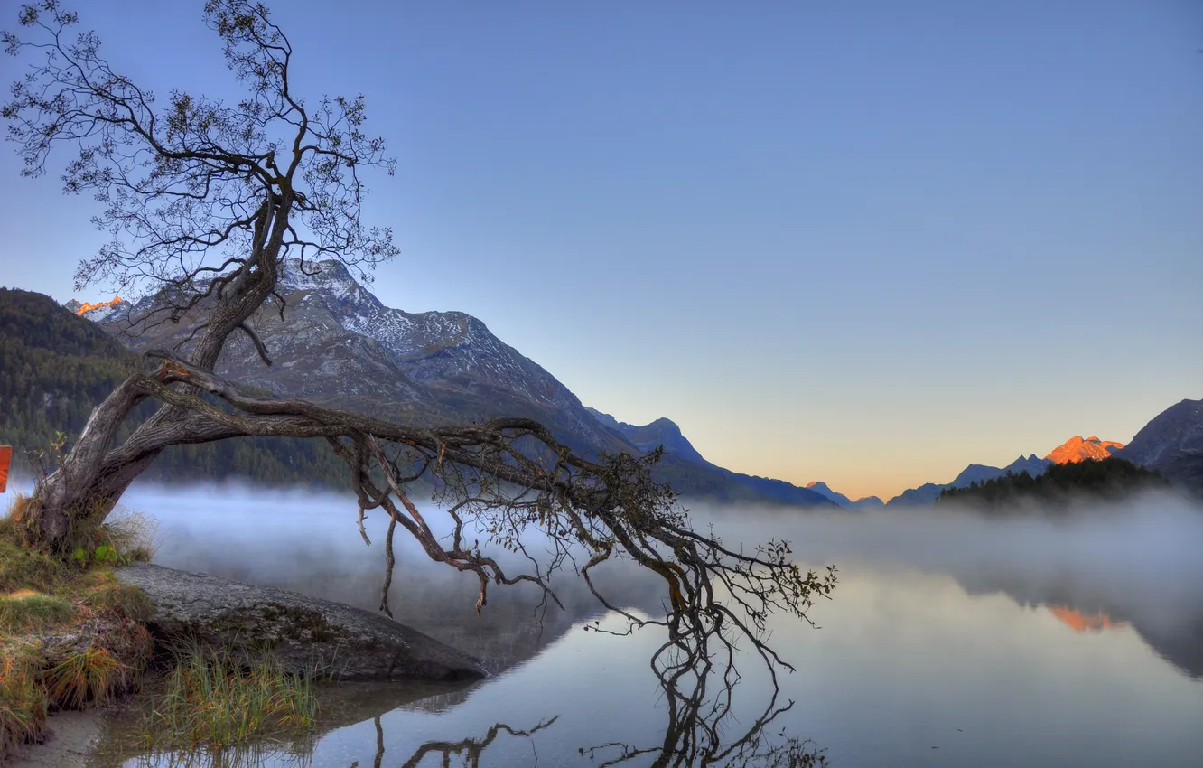Фото обои горы, туман, озеро, дерево