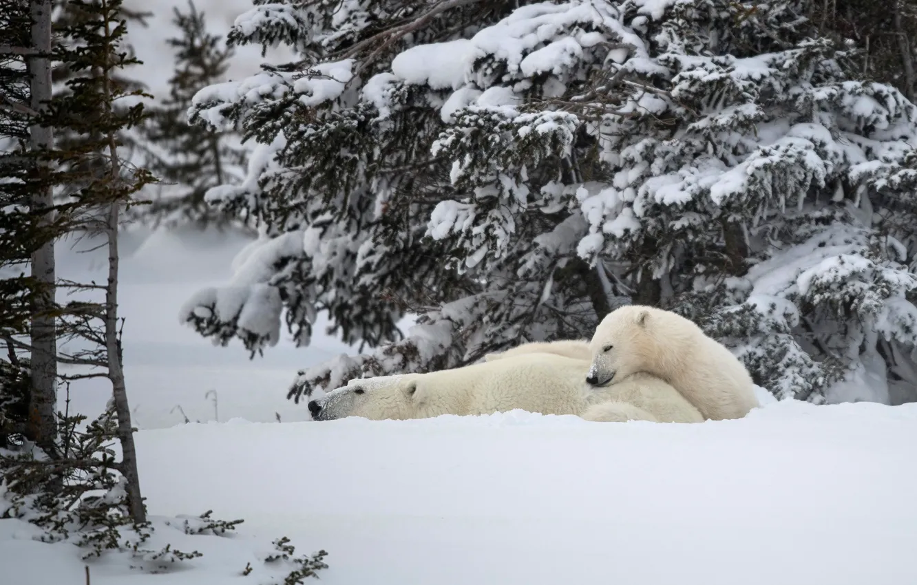 Фото обои зима, лес, белый, снег, ветки, отдых, лапы, медведи