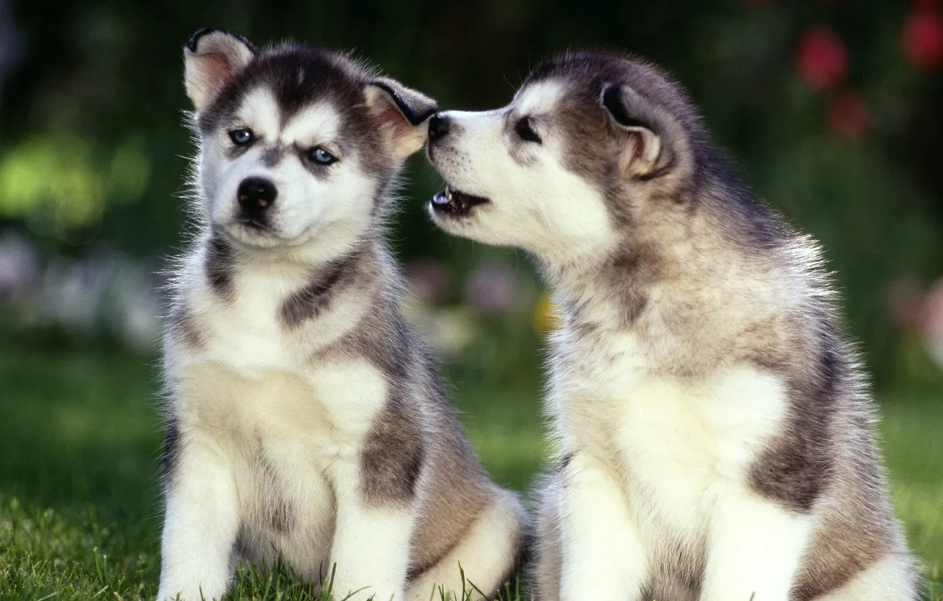Фото обои собаки, трава, глаза, лапы, нос, щенки, уши