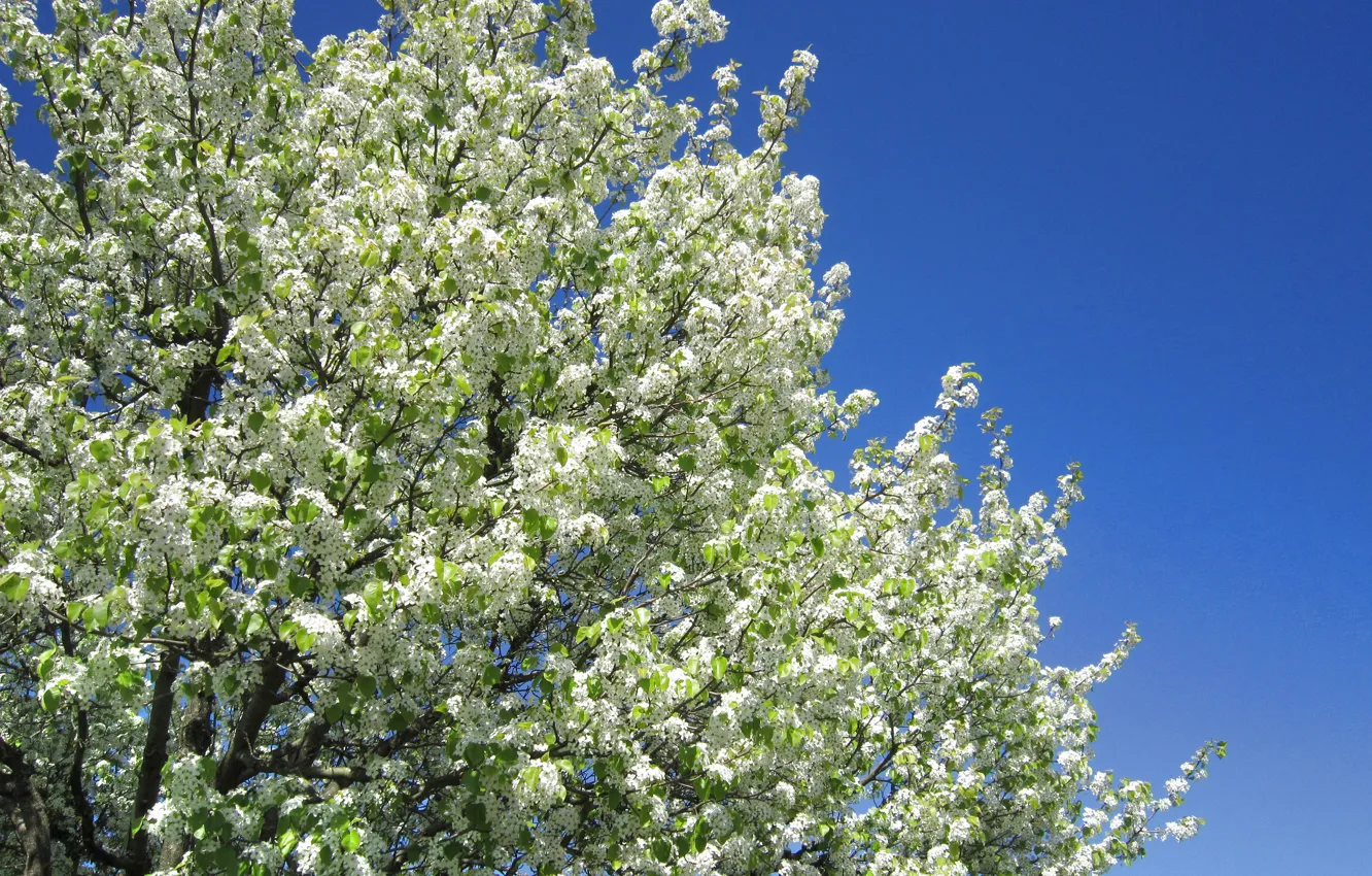 Фото обои небо, дерево, весна, white, цветение, sky, blossom, tree