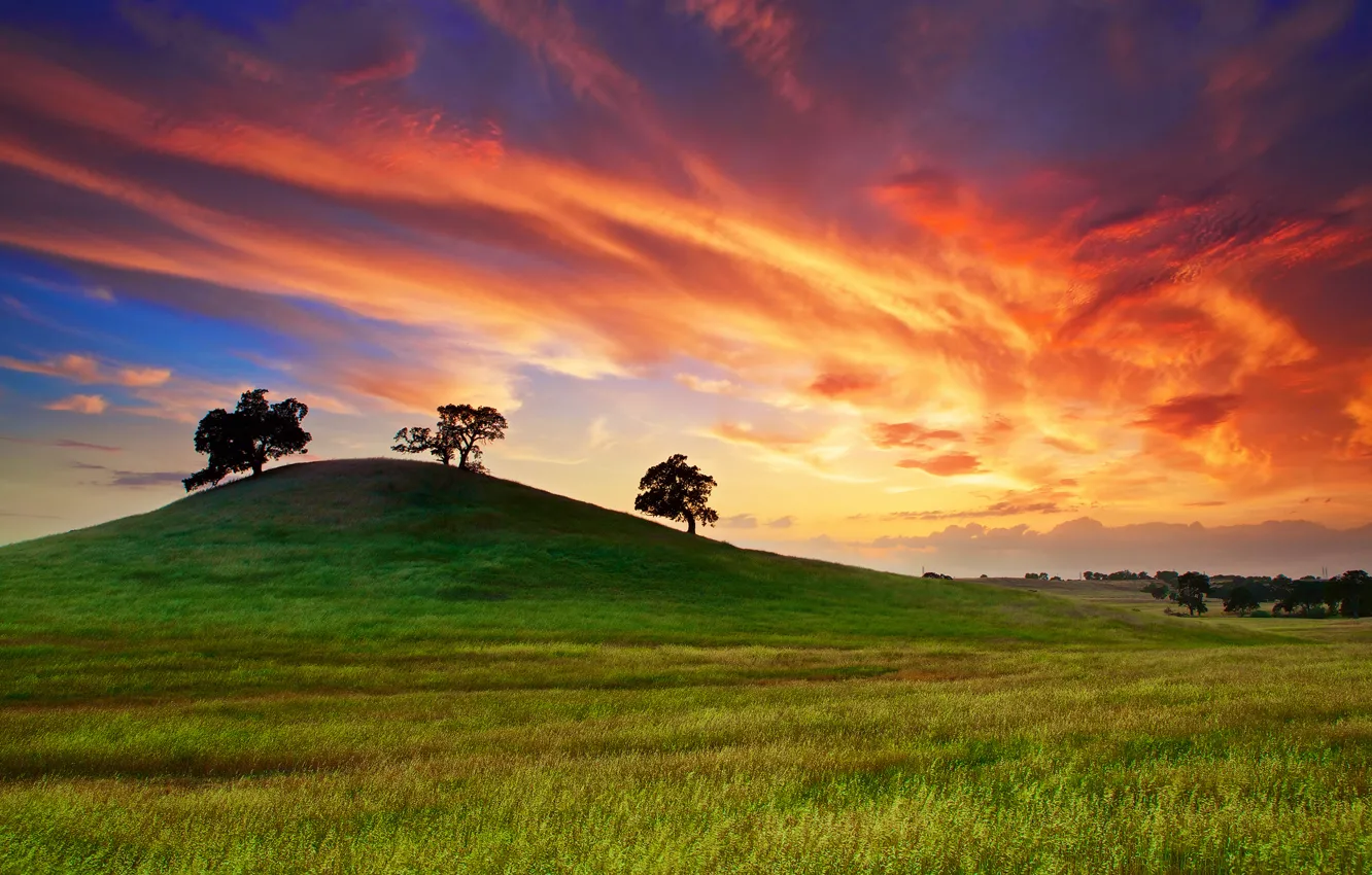 Фото обои поле, небо, трава, облака, деревья, закат, весна, Калифорния