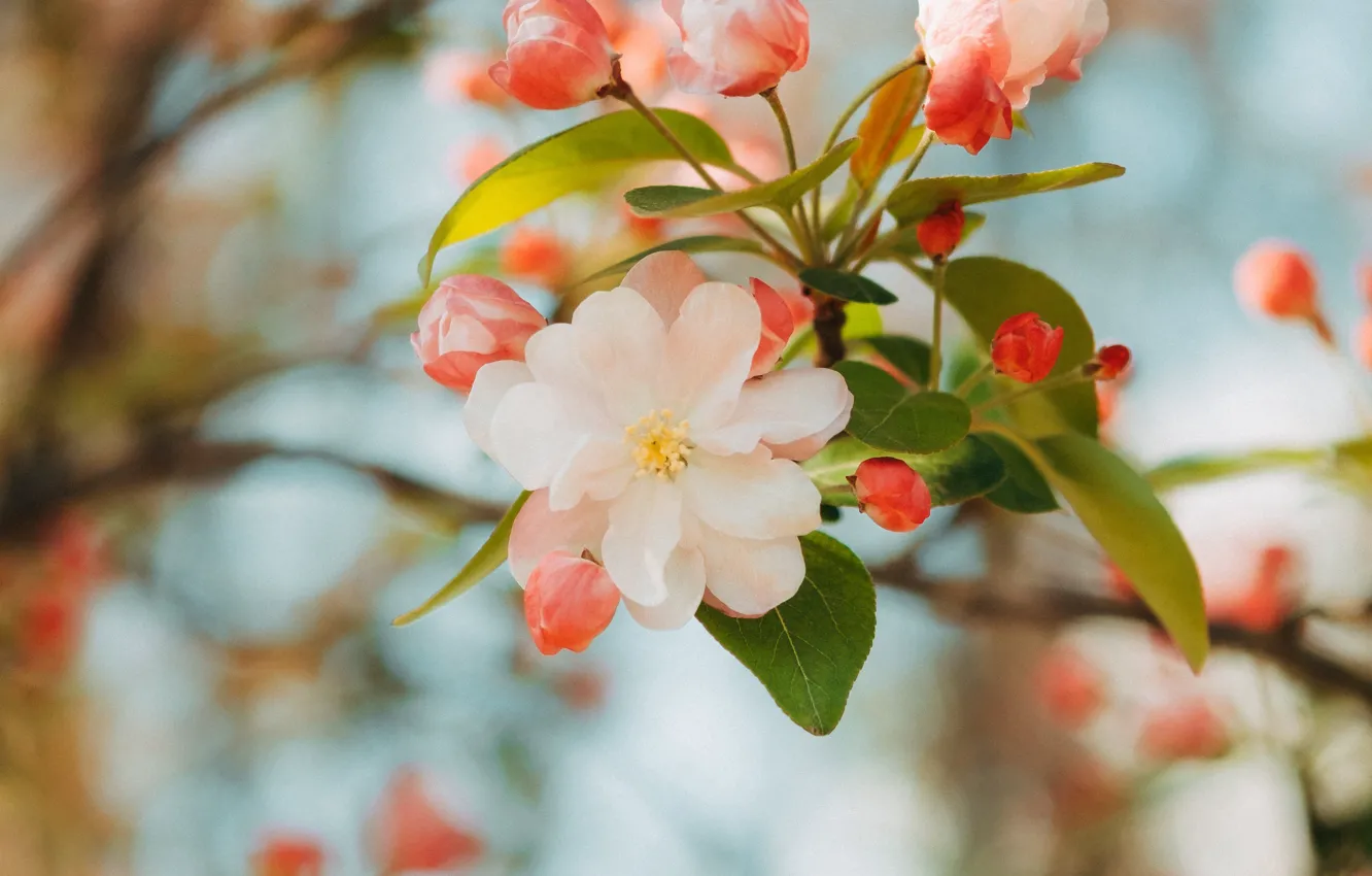 Фото обои цветок, розовый, ветка, весна, яблоня, цветение, flower, pink