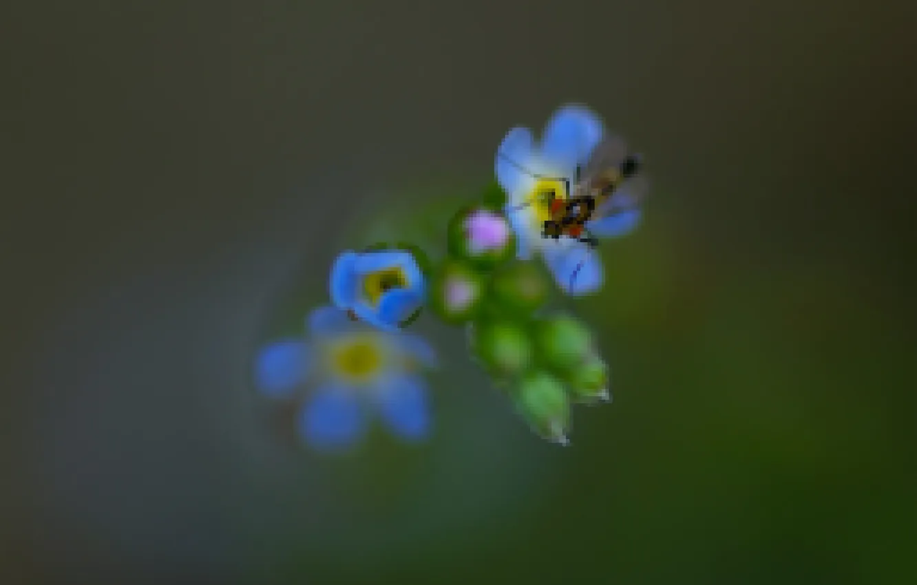 Фото обои цветок, природа, лепестки, насекомое