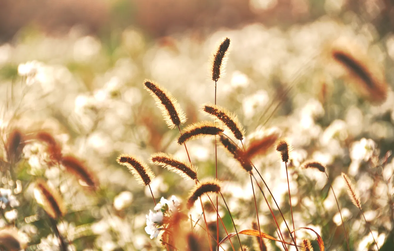 Фото обои трава, цветы, колоски