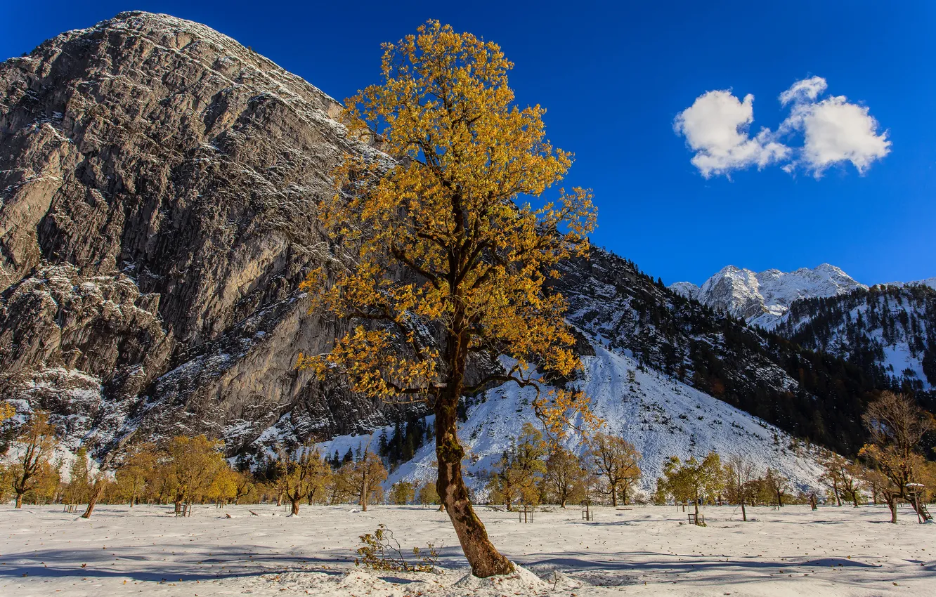 Фото обои осень, небо, снег, горы, дерево