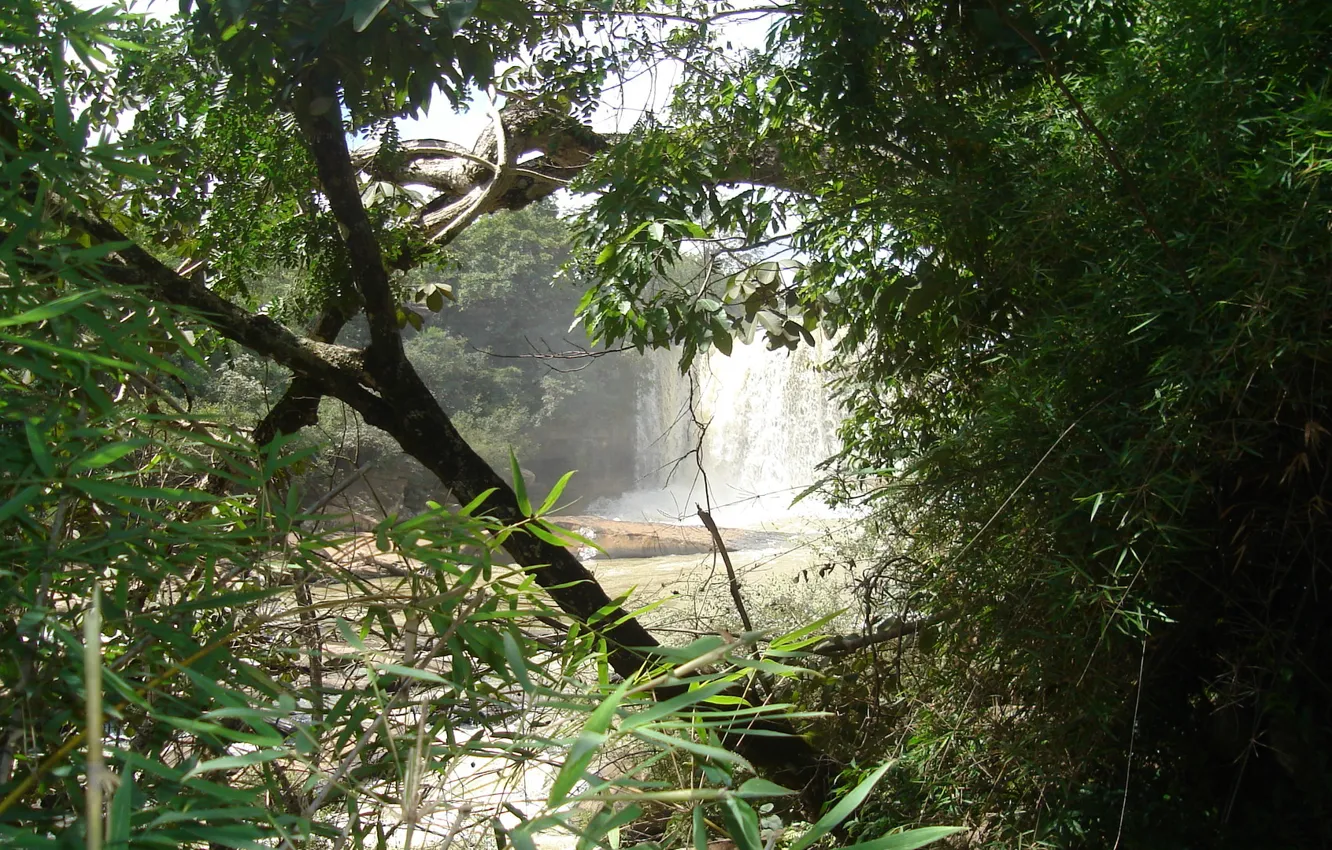 Фото обои лес, вода, деревья, водопад, джунгли