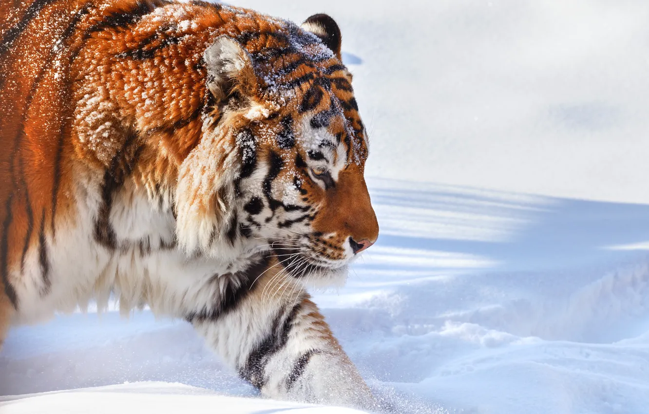 Фото обои зима, снег, природа, тигр, животное, хищник, Олег Богданов