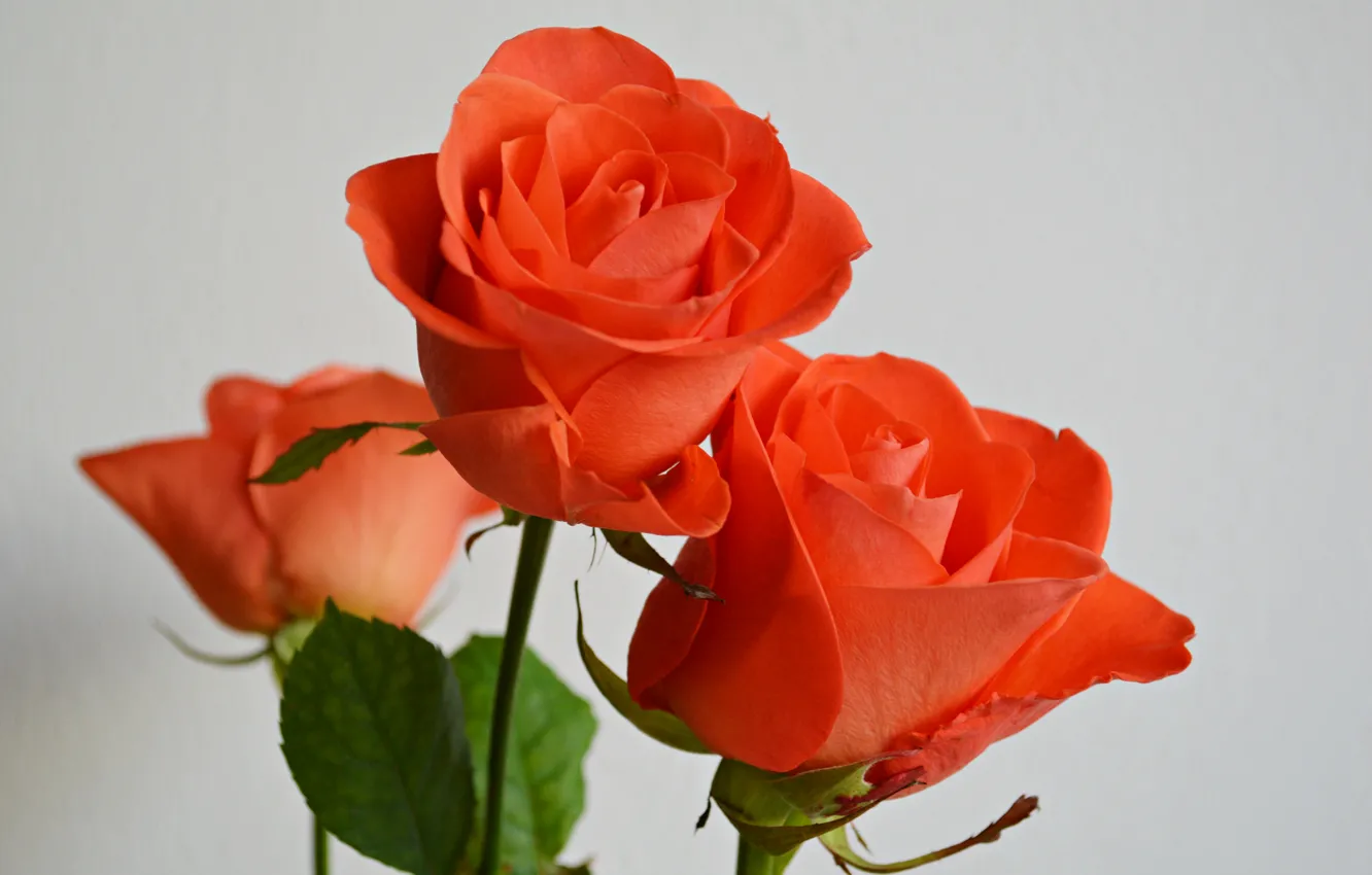 Фото обои макро, розы, лепестки, бутоны, кусты