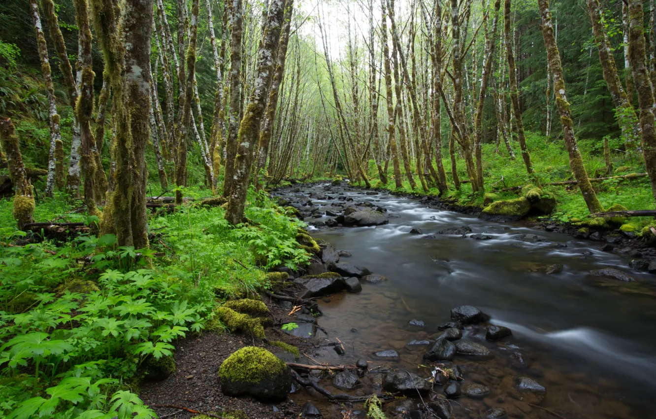 Фото обои лес, ручей, камни, green, Орегон, USA, США, forest