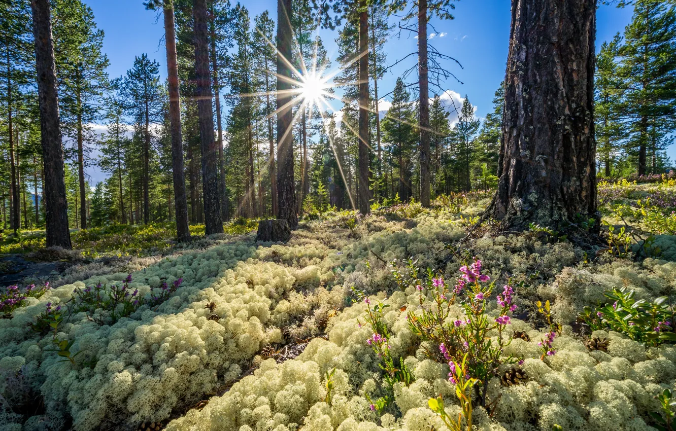 Фото обои лес, Норвегия, Norway, Buskerud Fylke, Sundbulien