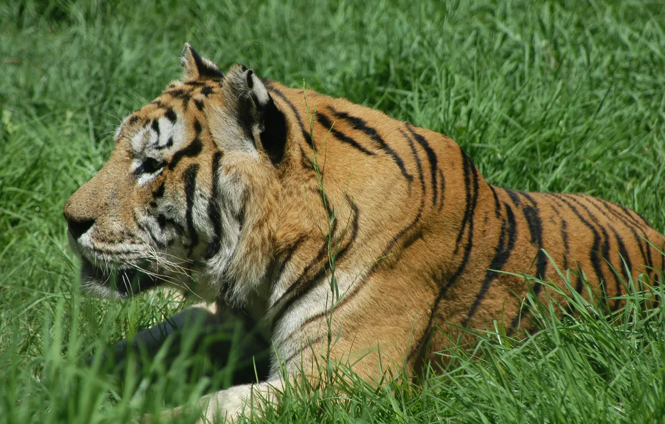 Фото обои Tiger, Cat, Zoo