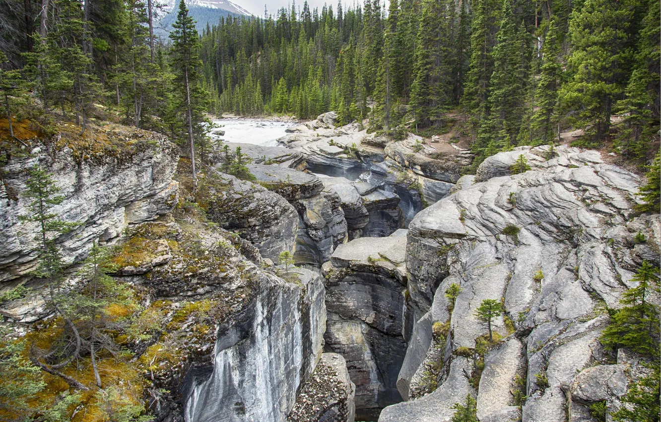 Фото обои лес, деревья, горы, ручей, камни, скалы, Banff National Park, Alberta