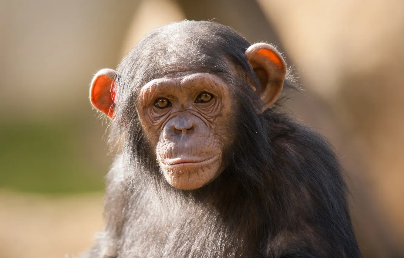Фото обои взгляд, морда, обезьяна, детёныш, шимпанзе