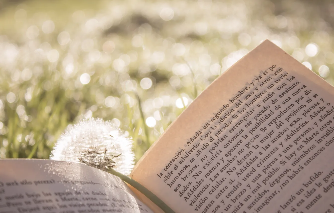 Фото обои лето, трава, текст, одуванчик, книга
