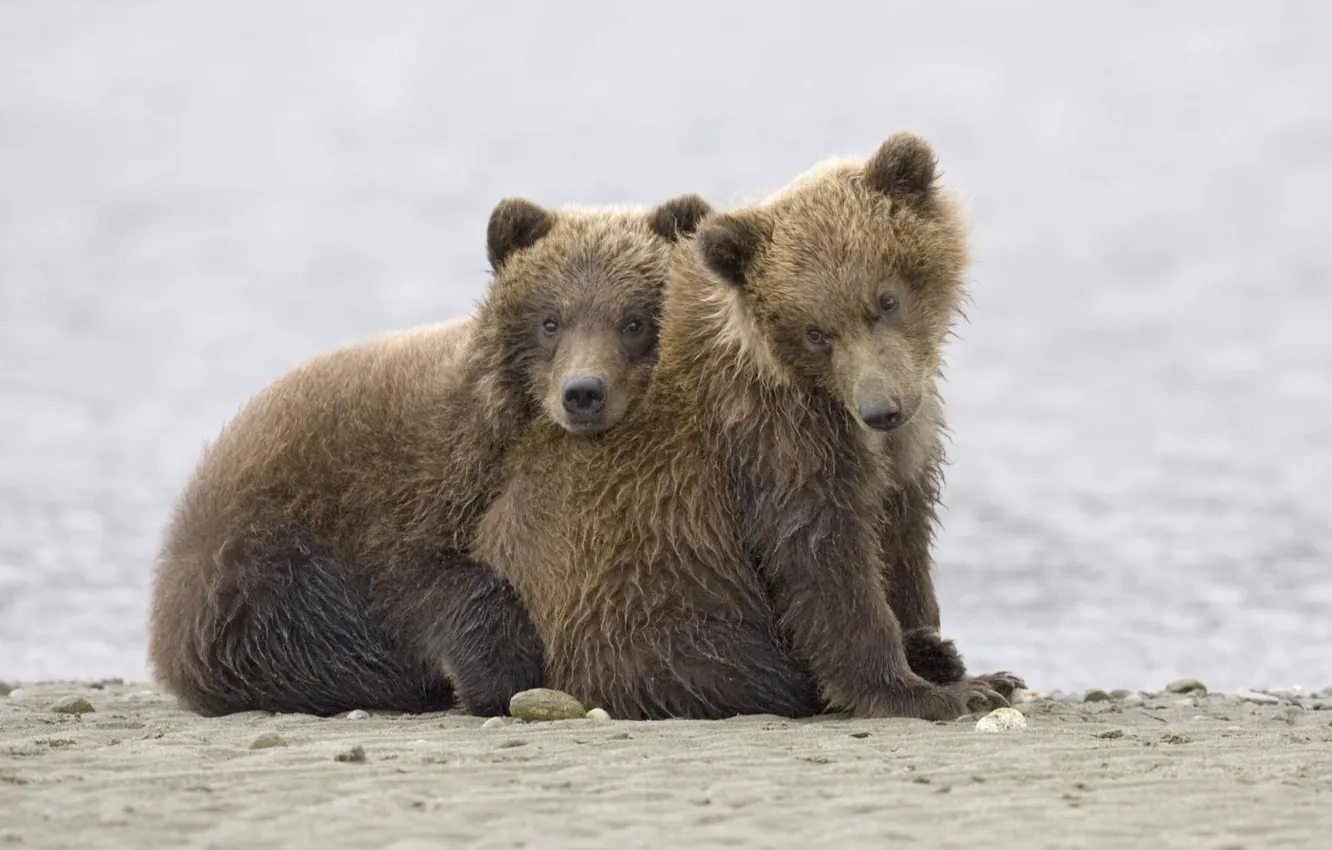 Фото обои медведи, Животные, медвежата, гризли