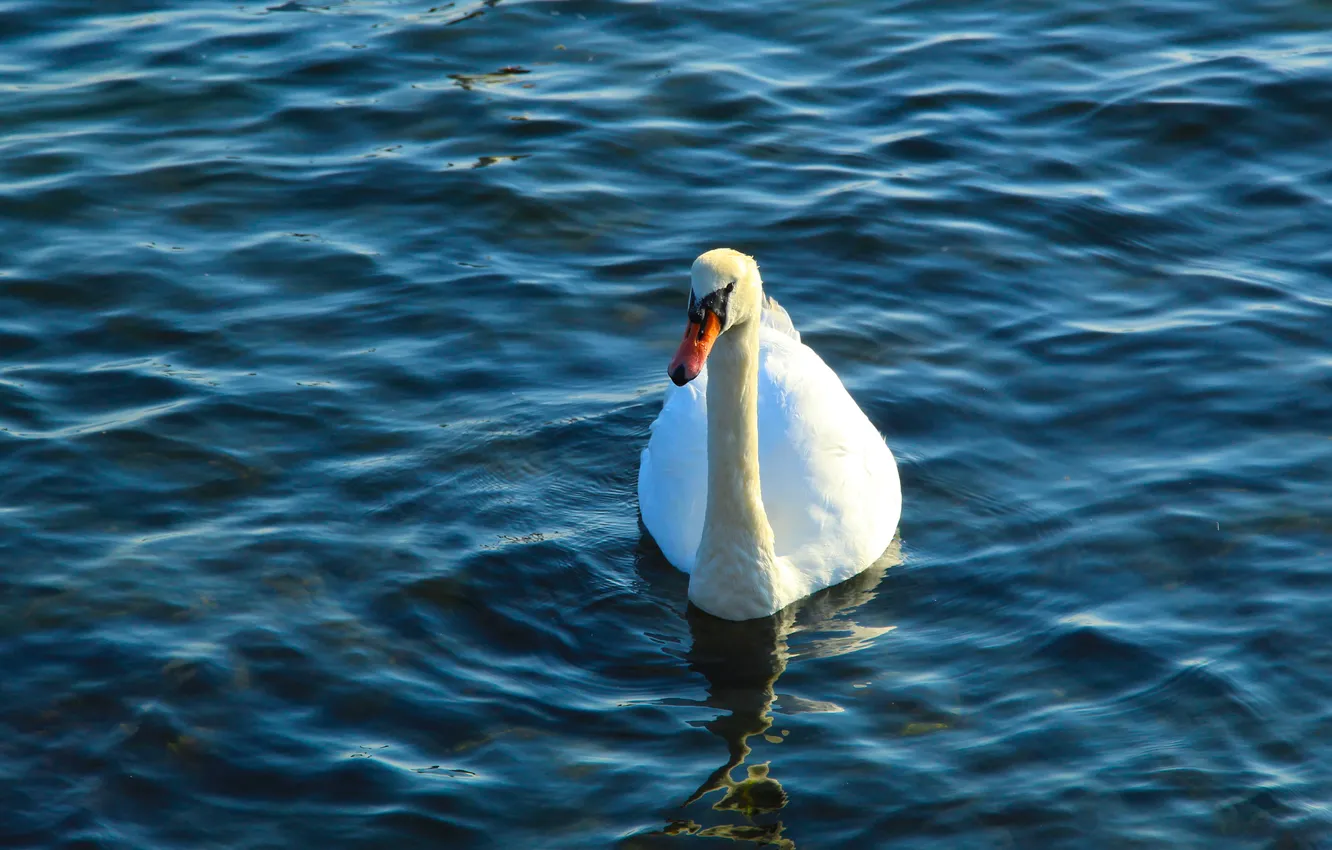 Фото обои swan, bird, water