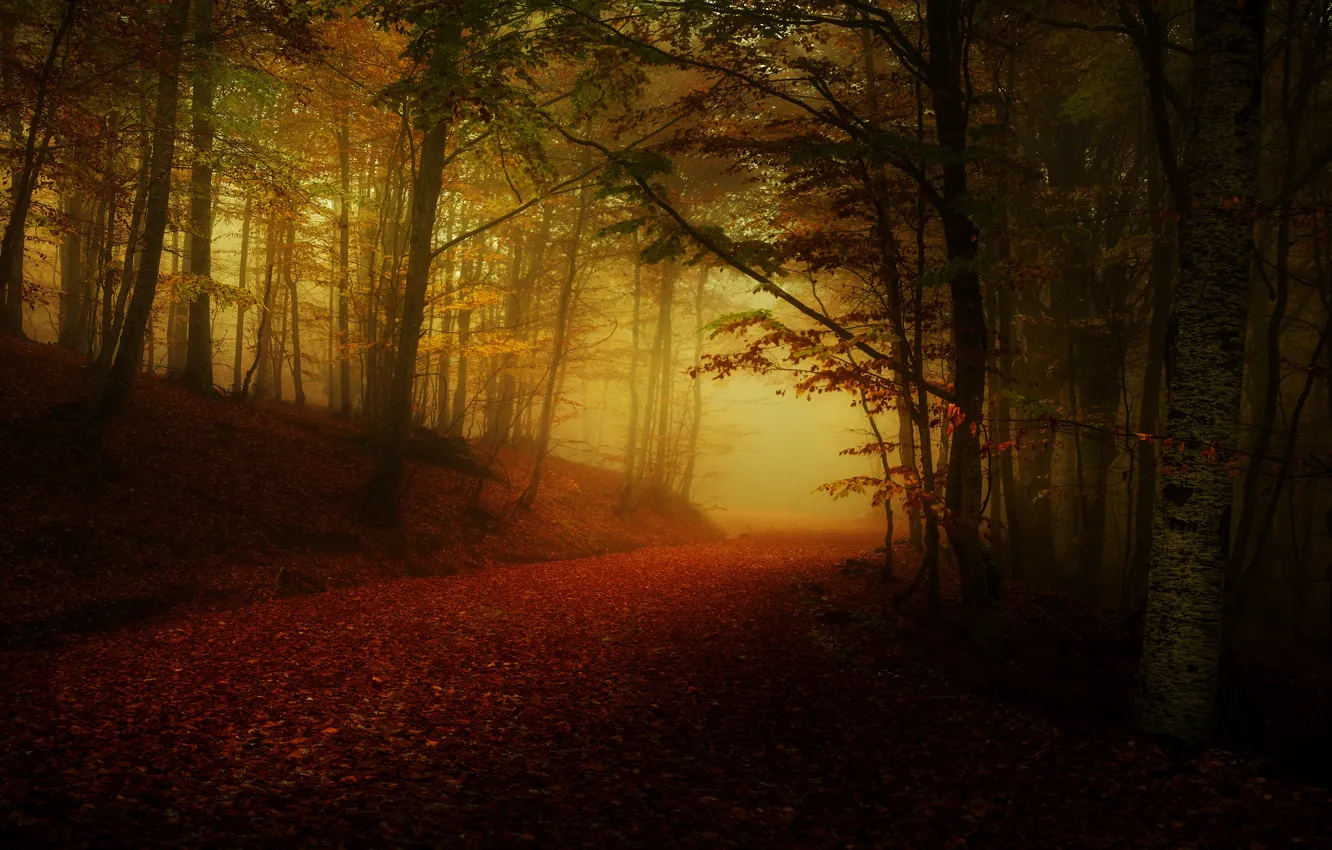 Фото обои дорога, осень, лес, туман, полумрак, аллея, листопад