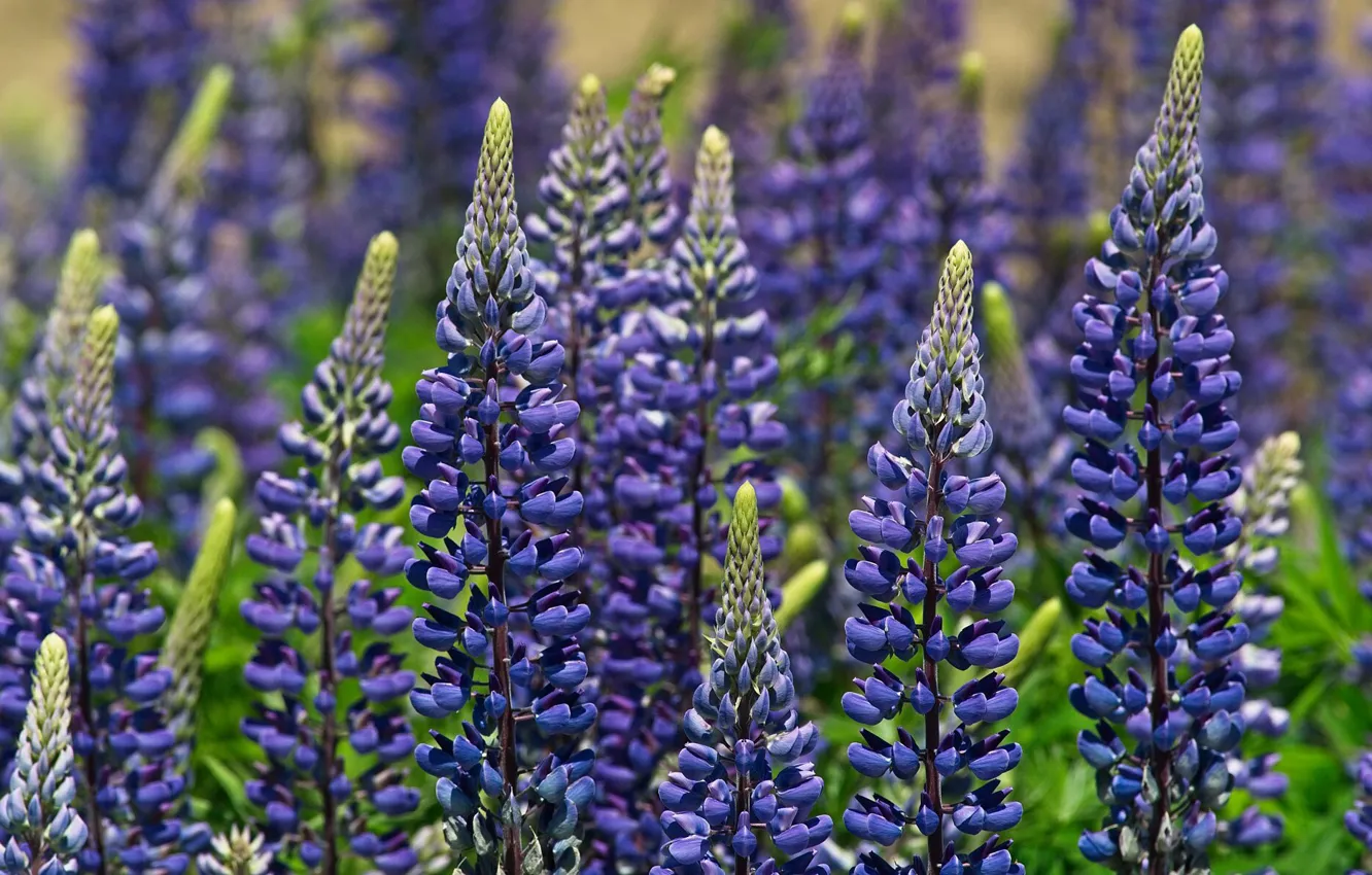 Фото обои фиолетовый, лето, луг, люпины