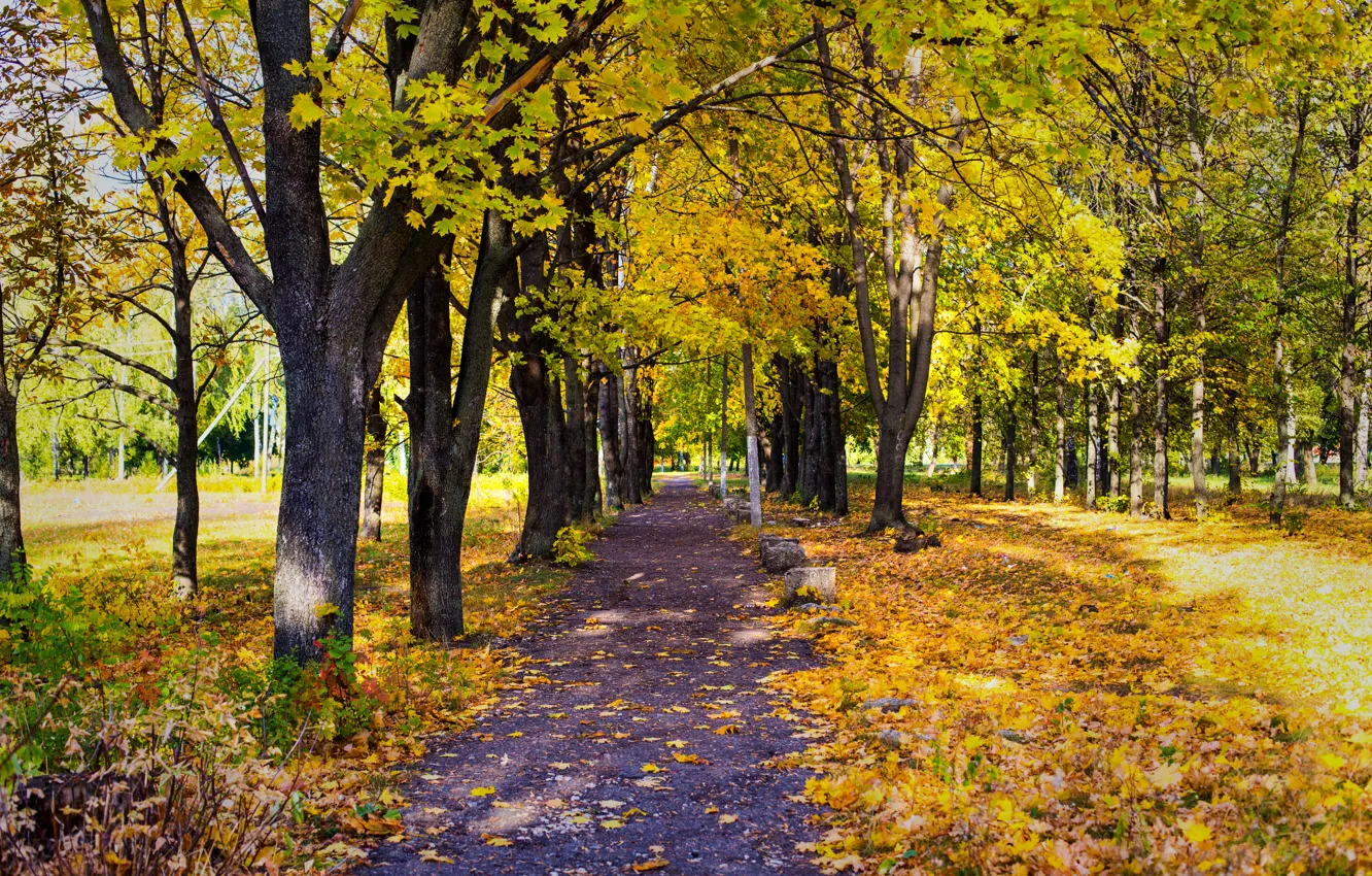 Фото обои дорога, листья, деревья, парк, Осень