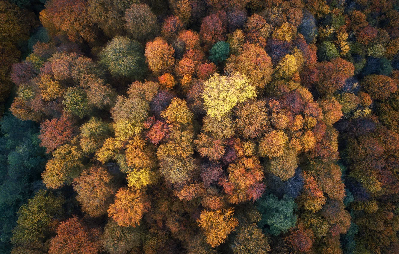 Фото обои осень, лес, деревья, природа, вид сверху