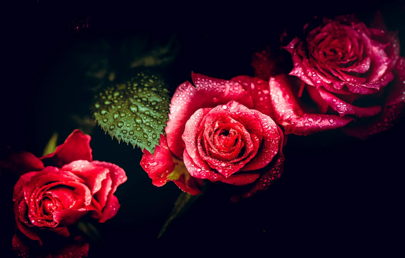 Фото обои капли, куст, розы, воды