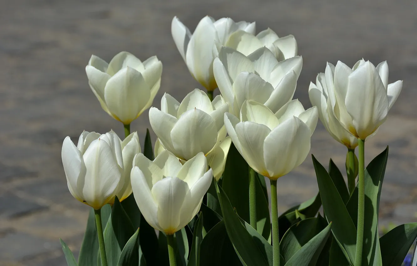 Фото обои весна, тюльпаны, white, белые, spring, Tulips