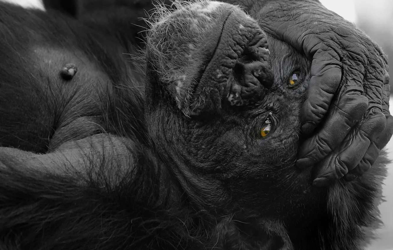 Фото обои лапа, рука, обезьяна, горилла, обезьянка