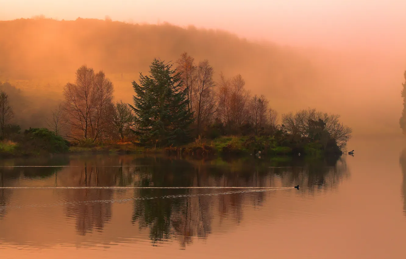 Фото обои осень, лес, природа, река, утка