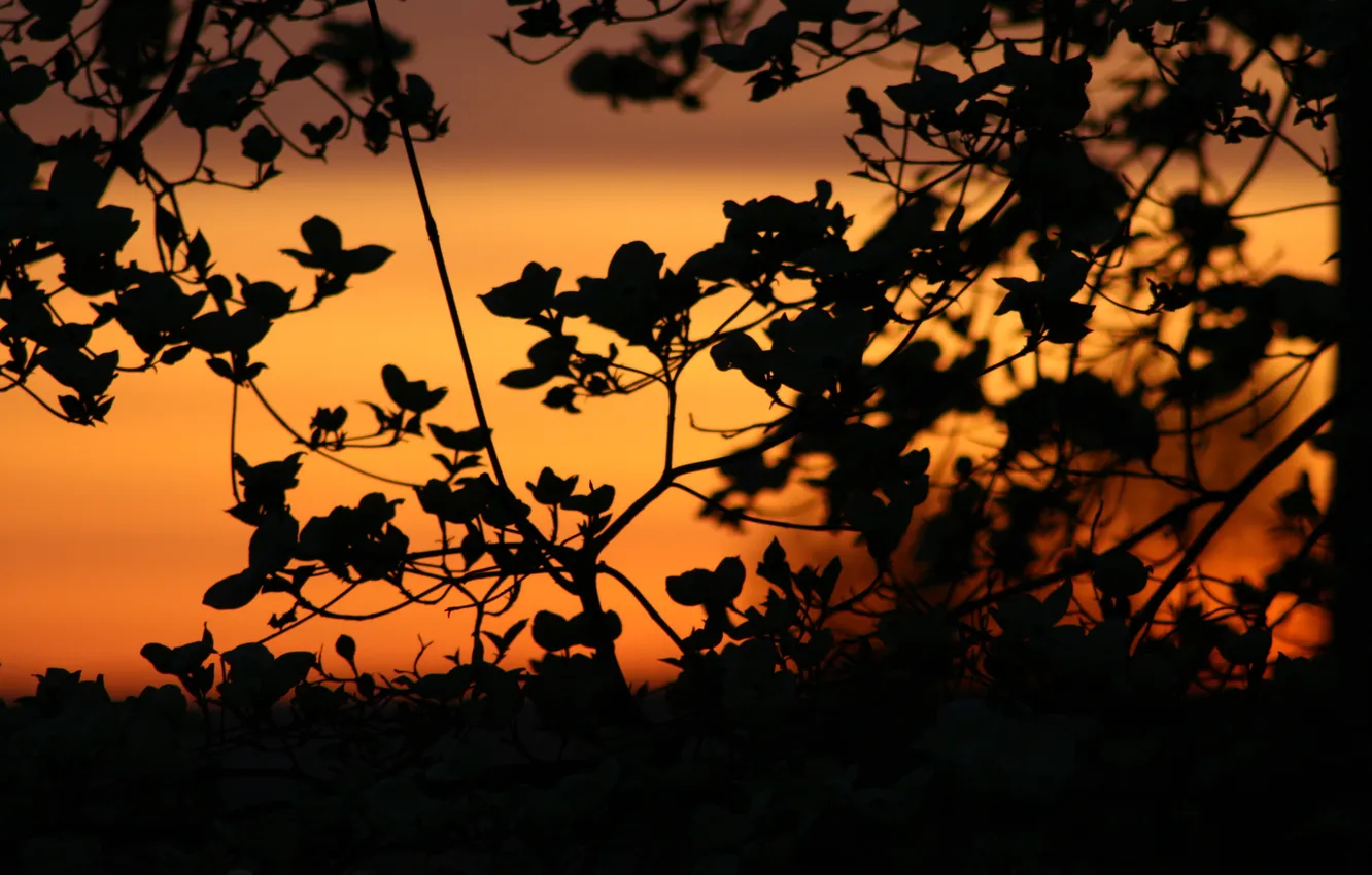 Фото обои небо, листья, закат, природа, ветви, тишина, растение, вечер
