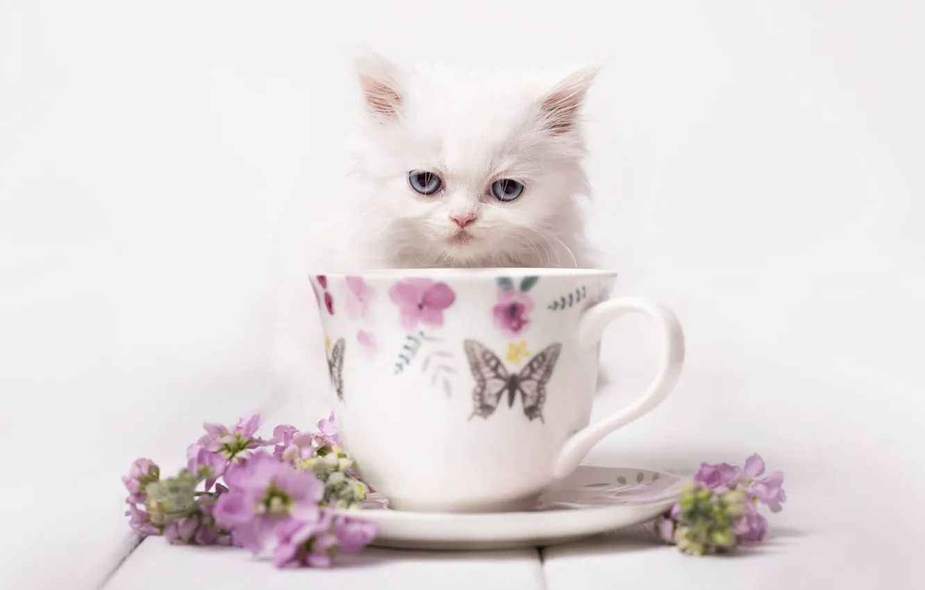 Фото обои взгляд, цветы, фон, мордочка, кружка, котёнок, белый котенок