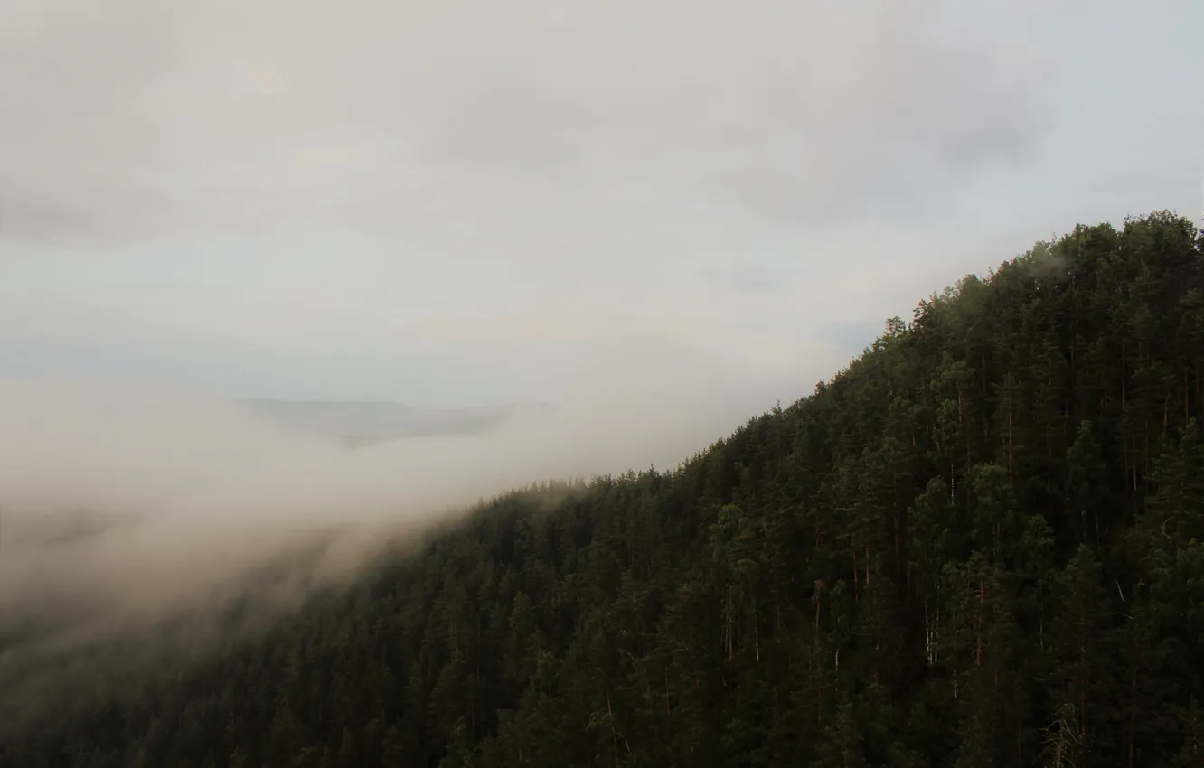 Фото обои лес, облака, деревья, горы, туман, утро, сырость