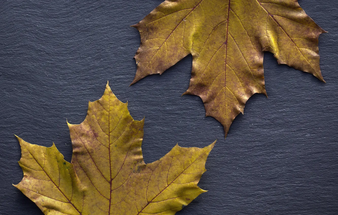 Фото обои осень, листья, фон