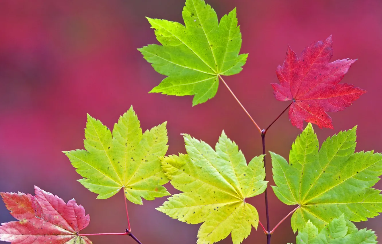 Фото обои осень, листья, цвет, ветка, клен